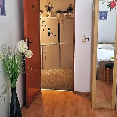 Cat *