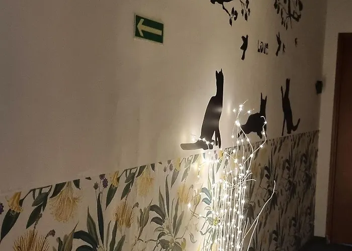 Cat بيت شباب كراكوفيا