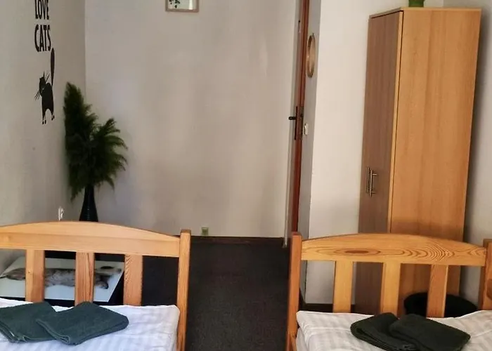 Cat كراكوفيا