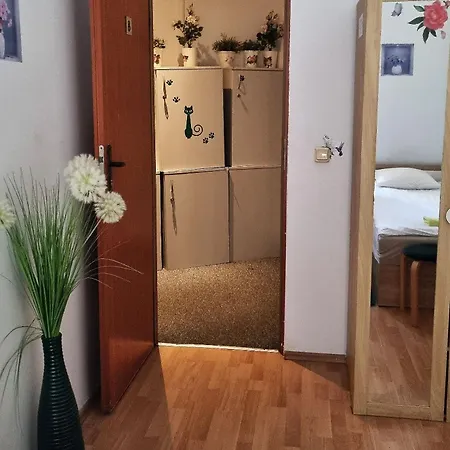 Cat *